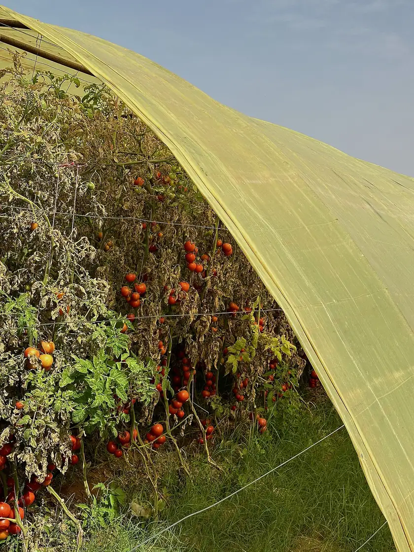 Rows of tomato plants growing inside a greenhouse