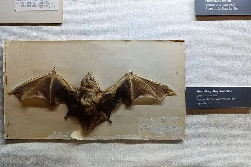 A preserved Eastern red bat specimen with reddish-brown fur