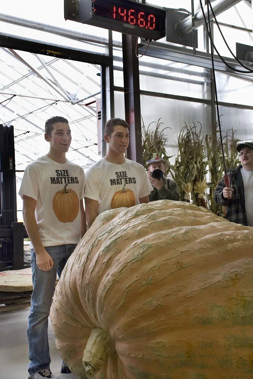 Two very large orange pumpkins on wooden pallets at an outdoor weigh-off