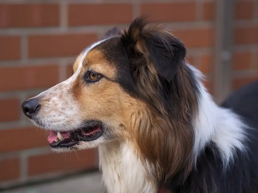 A close portrait of a black, white, and tan border collie