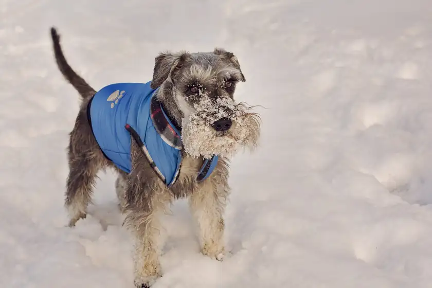 A small black and white dog wearing a blue jacket in the snow