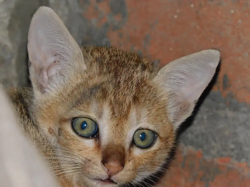 A small brown tabby kitten with green eyes, sitting alone