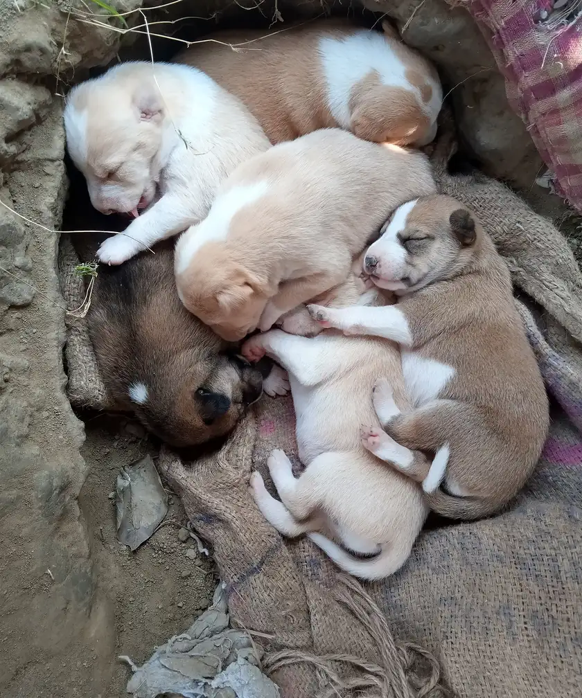 A litter of small tan puppies huddled together, with no people