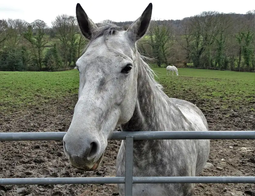 A brown horse standing in a green pasture, with no rider