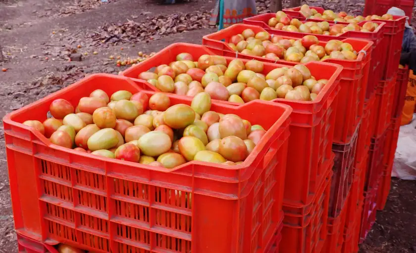Boxes of red and green tomatoes stacked for delivery, with no people