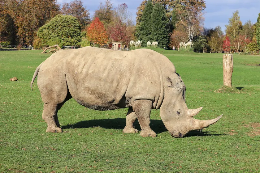 A southern white rhinoceros lying in green grass, with a long front horn