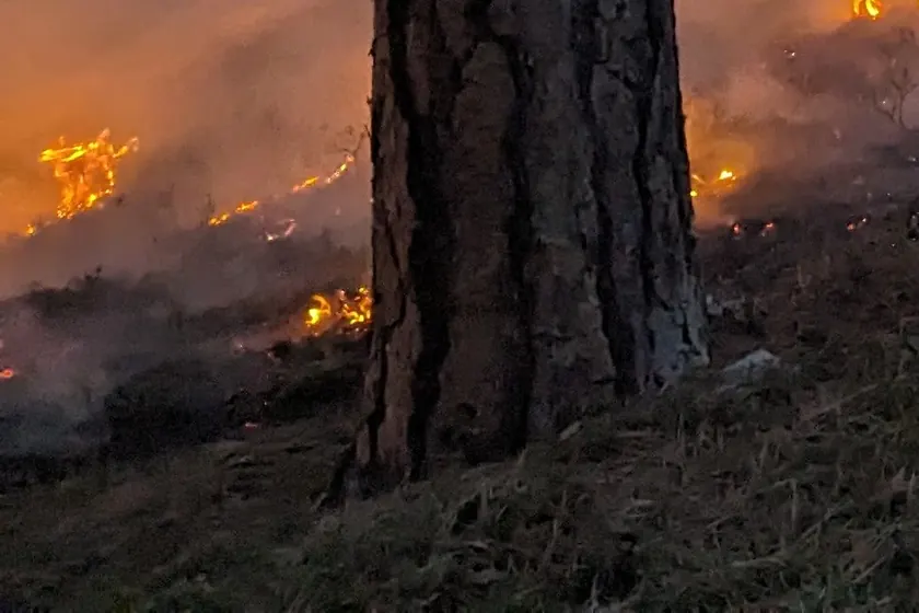 Low orange flames and smoke burning through grass at the base of pine trees
