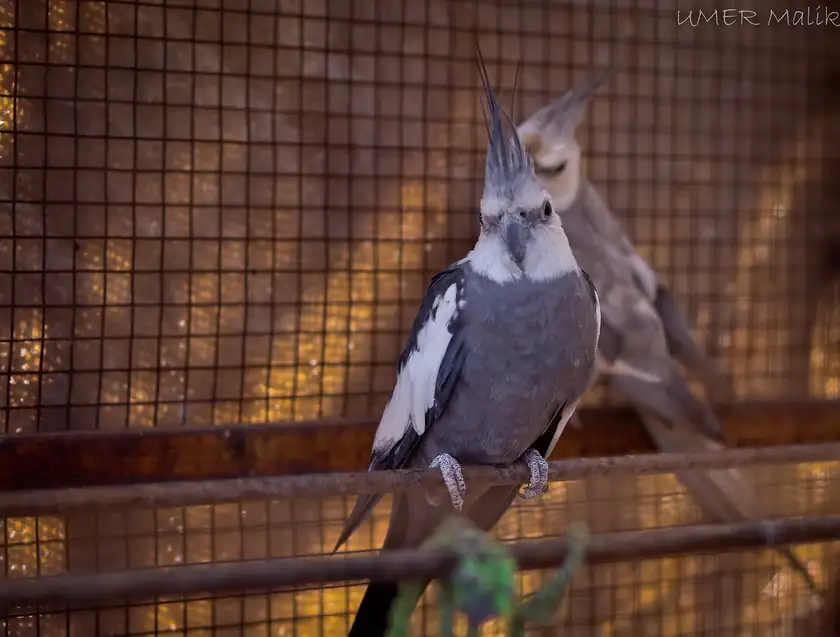 A yellow and gray cockatiel perched and facing the camera