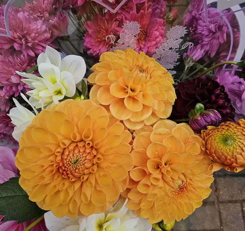 A round bouquet of orange, pink, and yellow dahlias