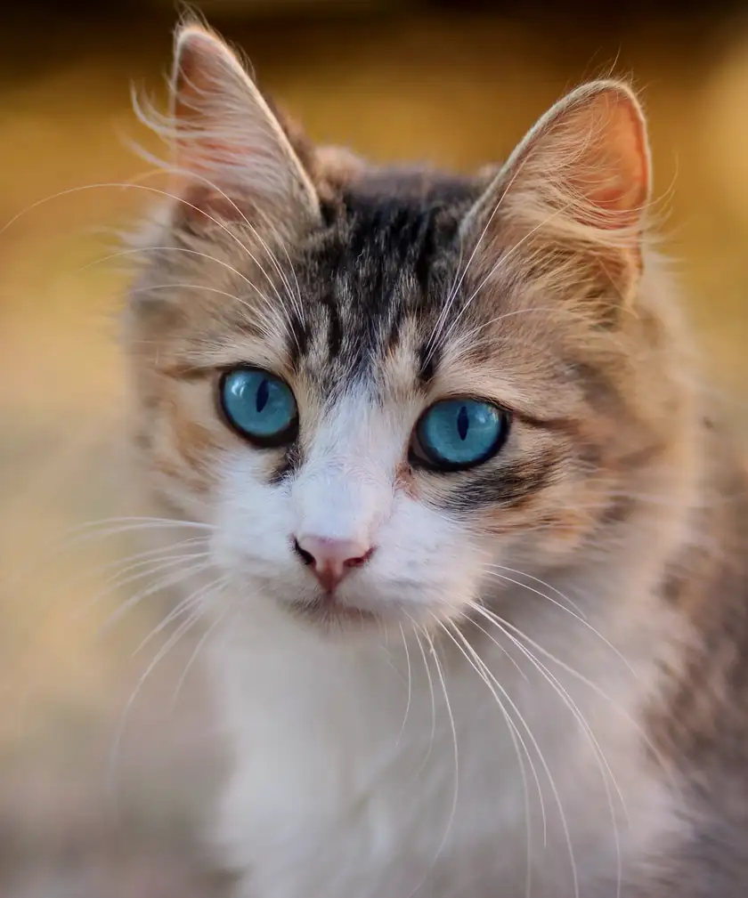 A brown tabby cat lying down and looking at the camera
