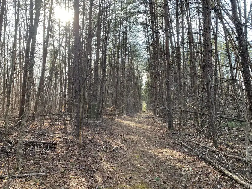 A stand of tall pine trees in a plantation