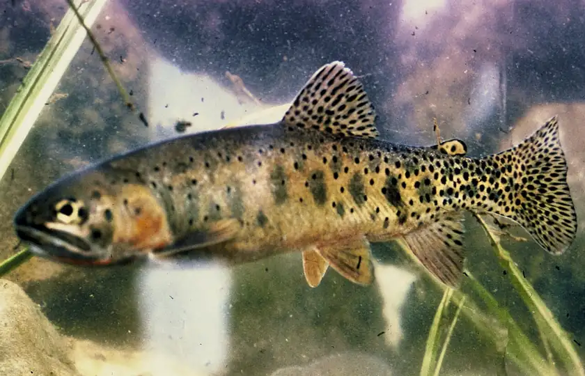 A cutthroat trout held above the water