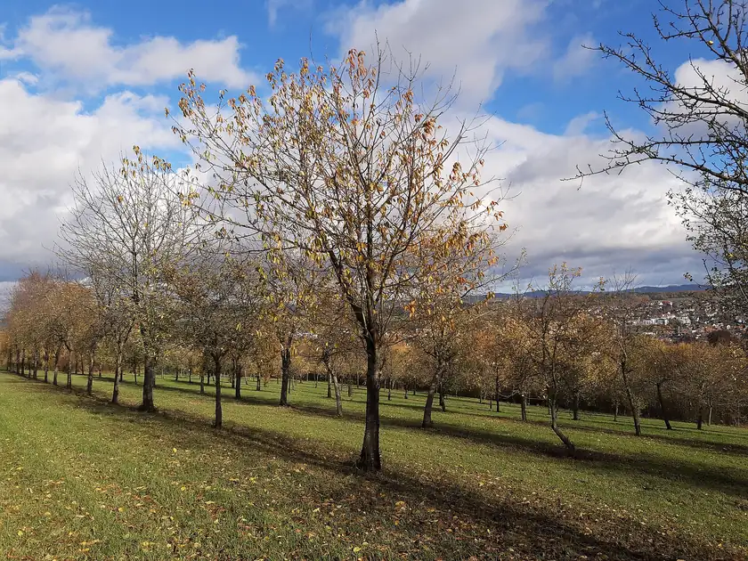 Rows of apple trees in an orchard with a town in the distance