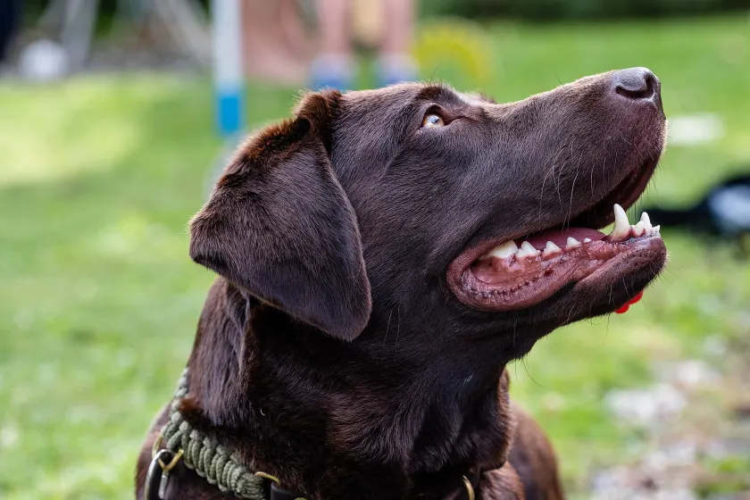 A black Labrador retriever lying on green grass and looking toward the camera