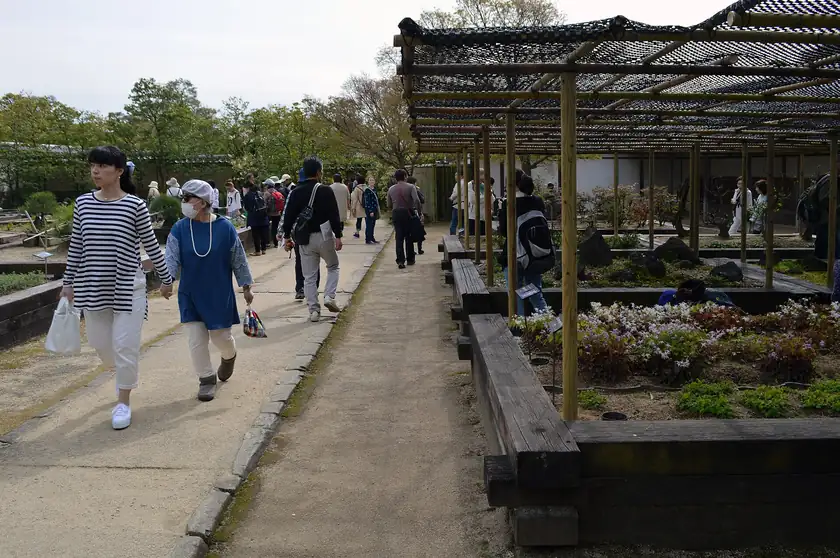 Raised wooden garden beds in a Japanese garden, with no people in the frame