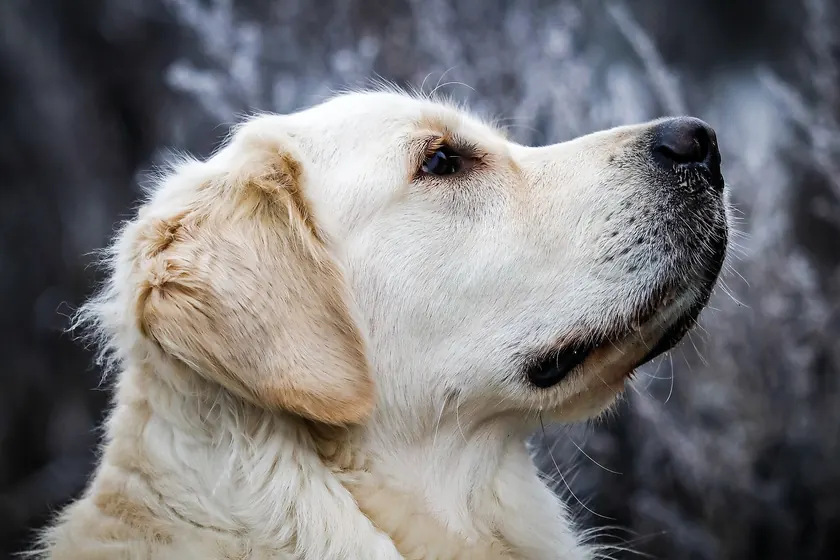A golden retriever standing in a green woodland and looking toward the camera