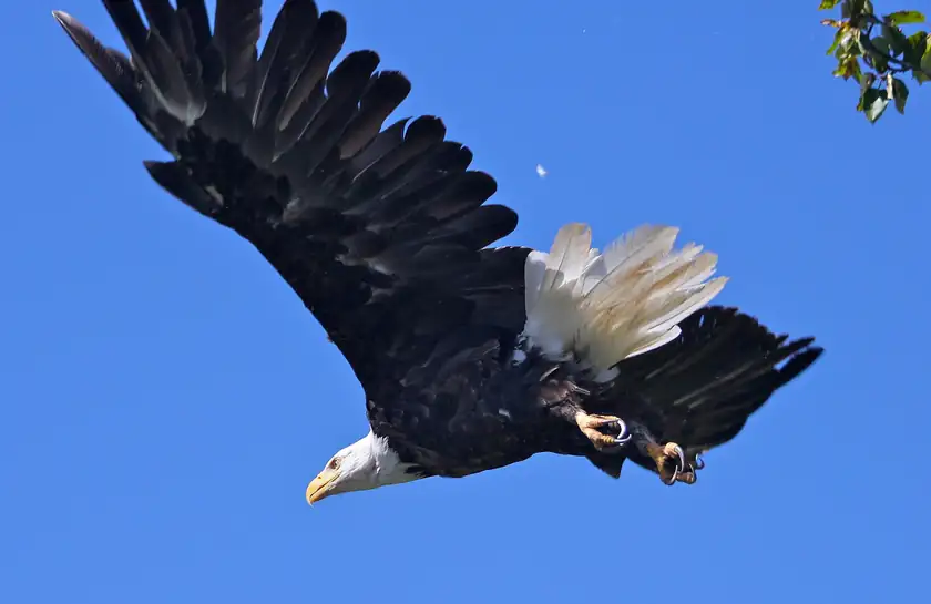 A bald eagle with white head and tail flying with wings spread