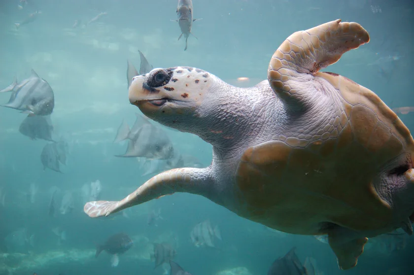 A loggerhead sea turtle swimming just under the surface of clear water