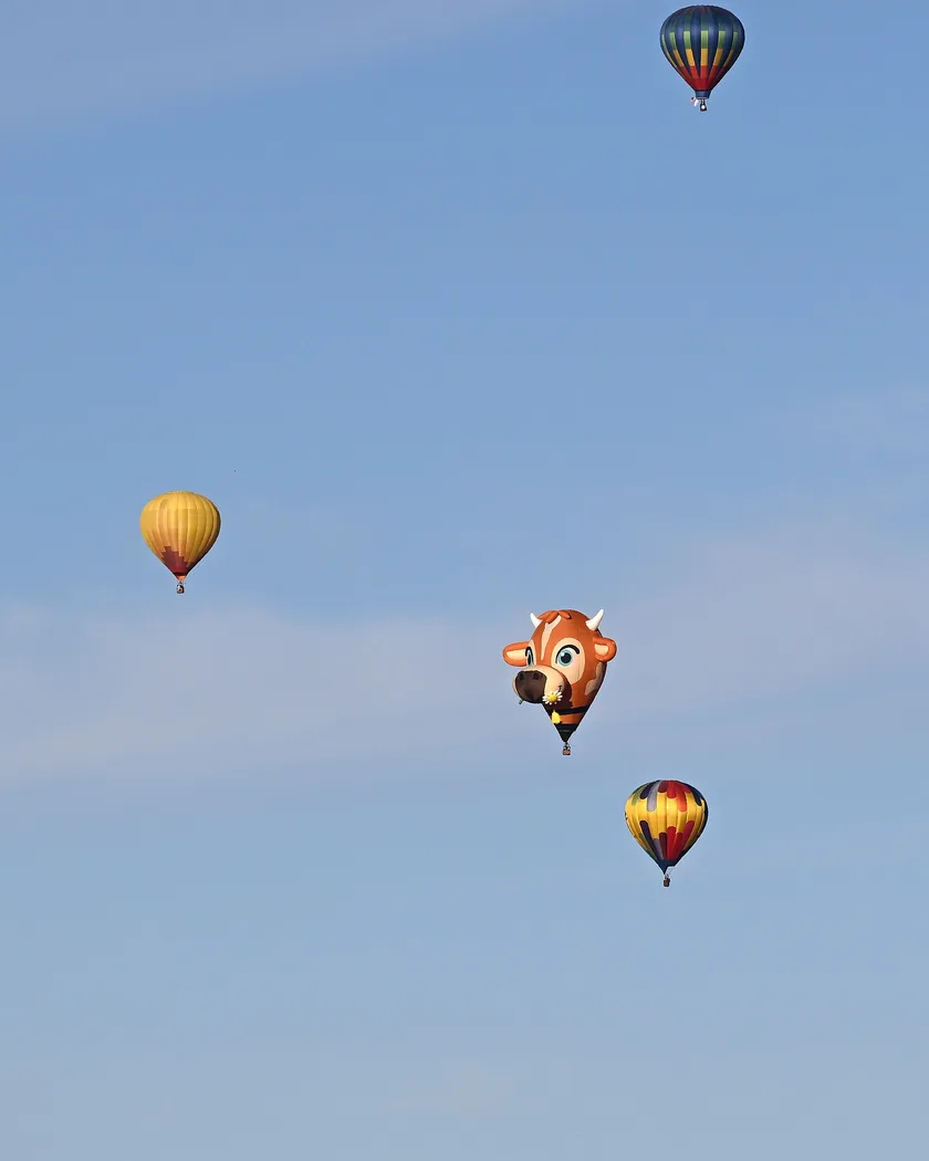 A cow-head hot air balloon with a daisy in its mouth flying among other balloons in a blue sky