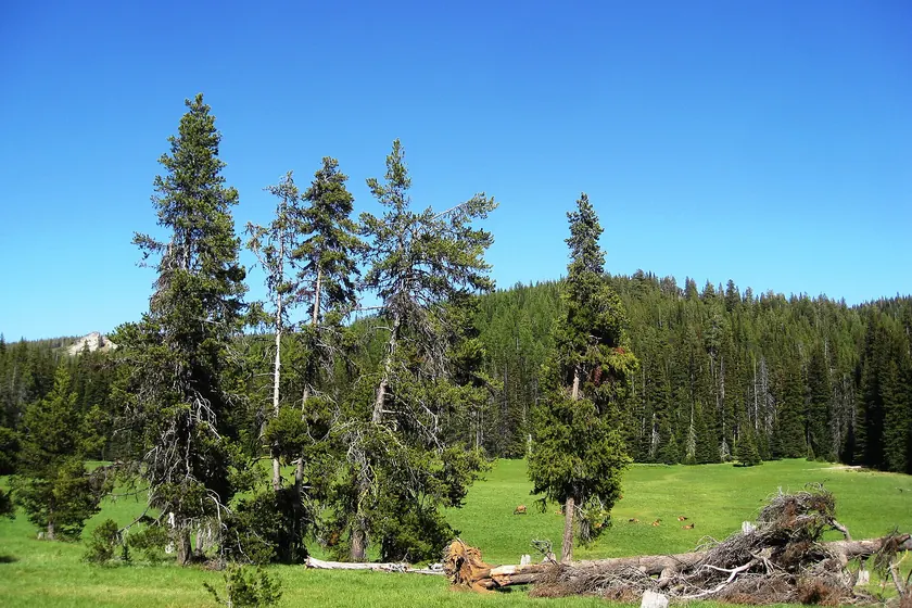 A herd of elk resting and grazing in a dry mountain meadow, with evergreen forest behind them