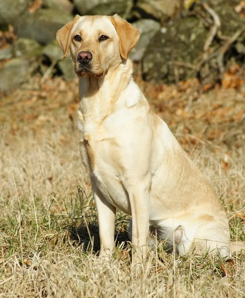 A yellow Labrador retriever standing in grass