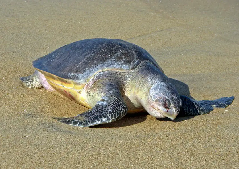 An olive ridley sea turtle resting on sand