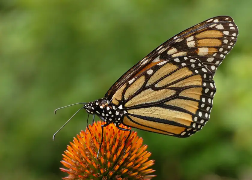 A monarch butterfly resting on a purple coneflower