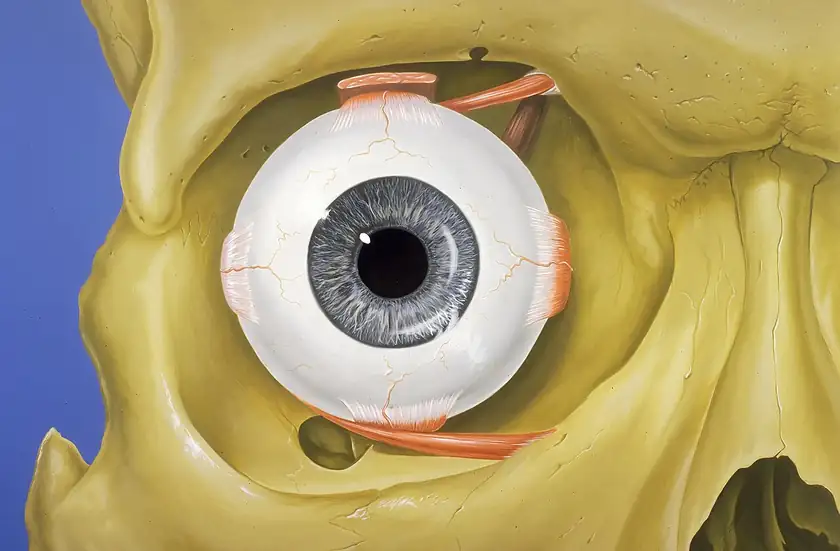 An anatomical illustration of a human eye and the bones around it