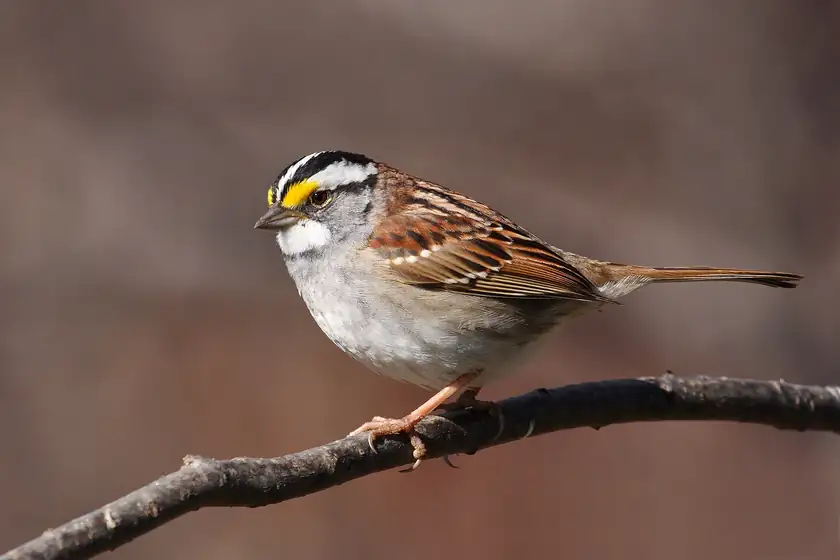 A white-throated sparrow perched on a thin branch