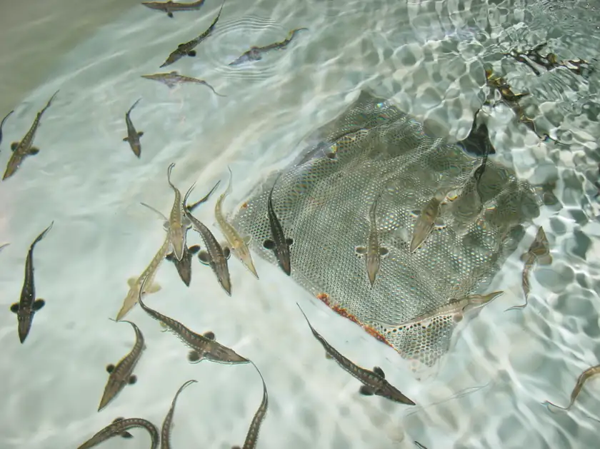 A juvenile Atlantic sturgeon held in a gloved hand above a tank