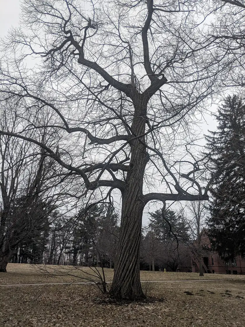 A young American chestnut tree with long, toothed leaves