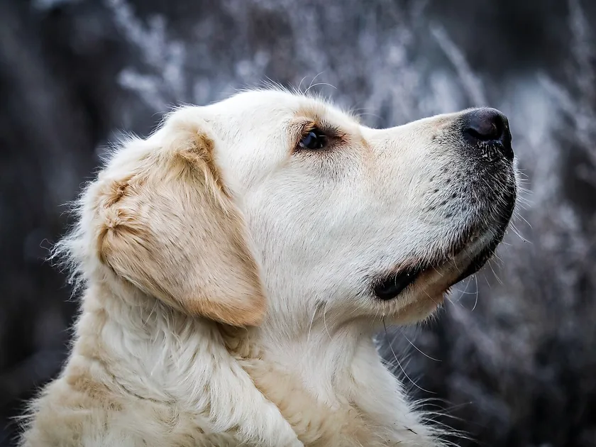 A golden retriever standing in profile on green grass