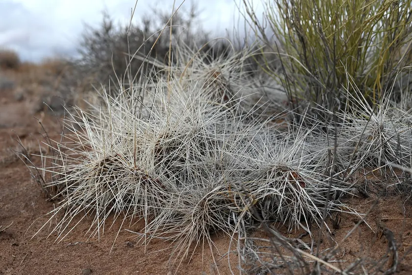 Green prickly pear cactus pads with pink flowers growing in dry grass