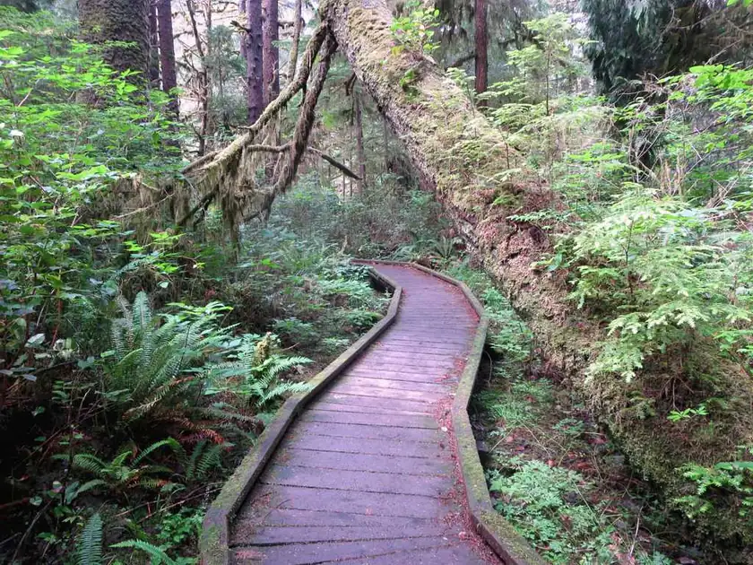 A wooden boardwalk through low green shrubs under a blue sky