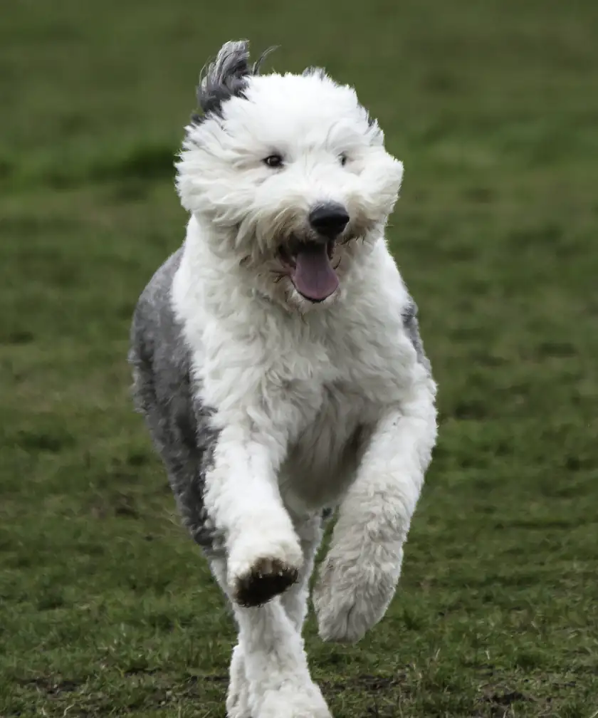 A shaggy gray and white dog running on a dirt path, with no people