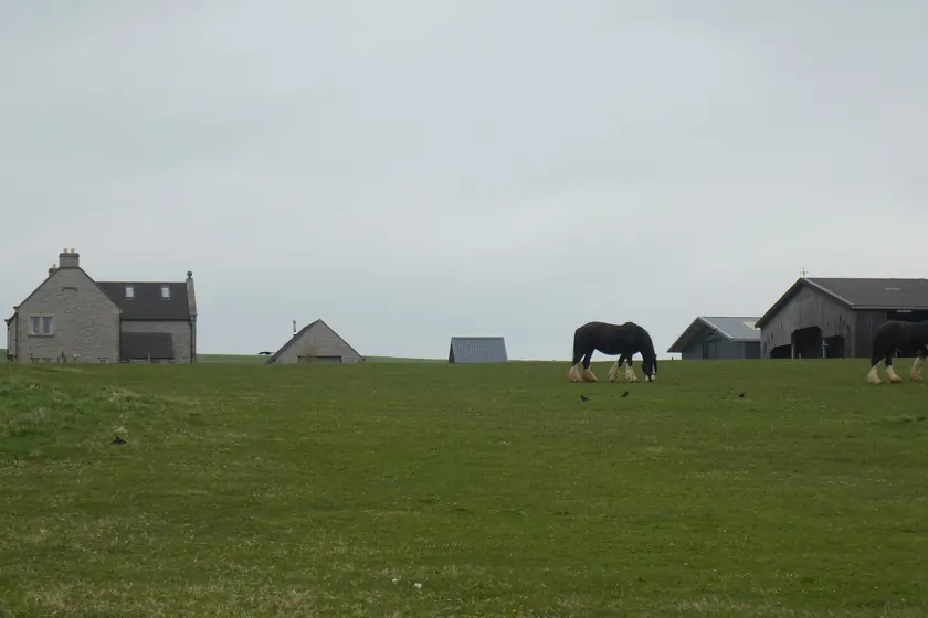 A dark horse grazing in a green pasture beside a wire fence