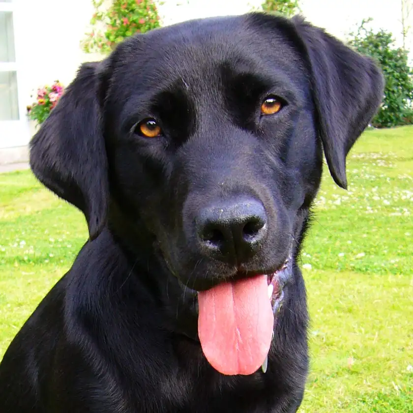 A black Labrador retriever looking toward the camera